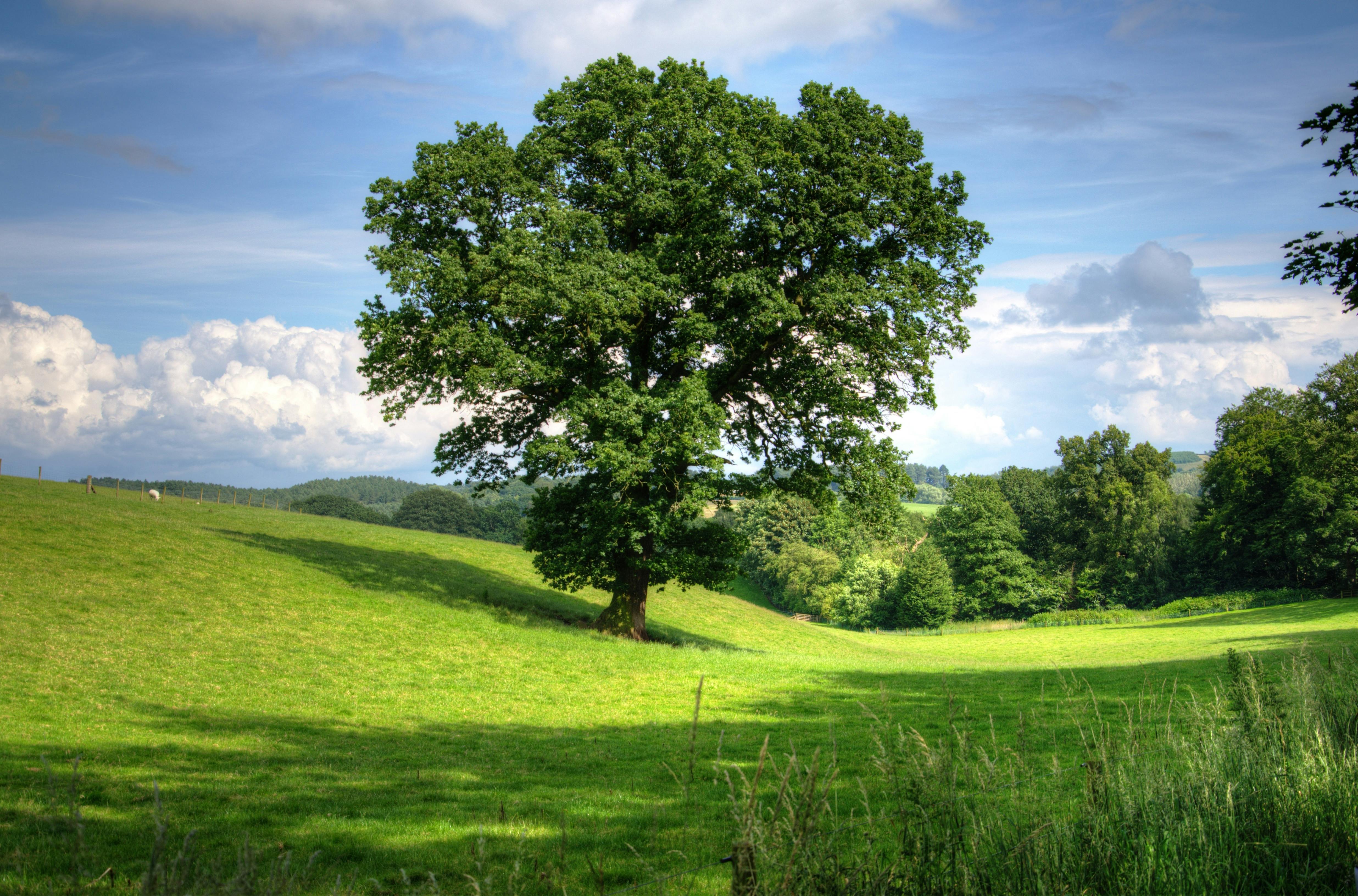 image of a tree